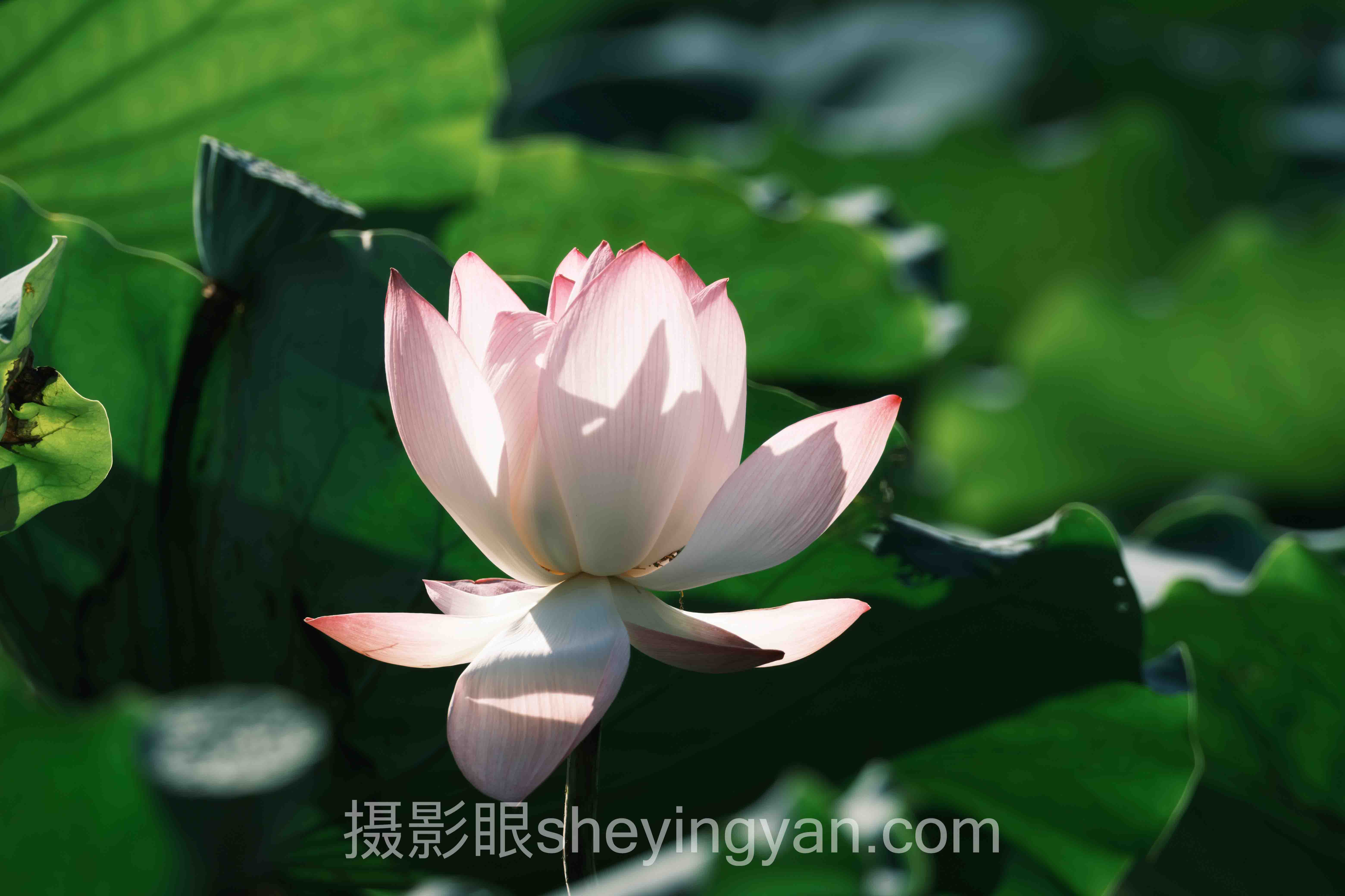 摄影眼网站入口怎么进