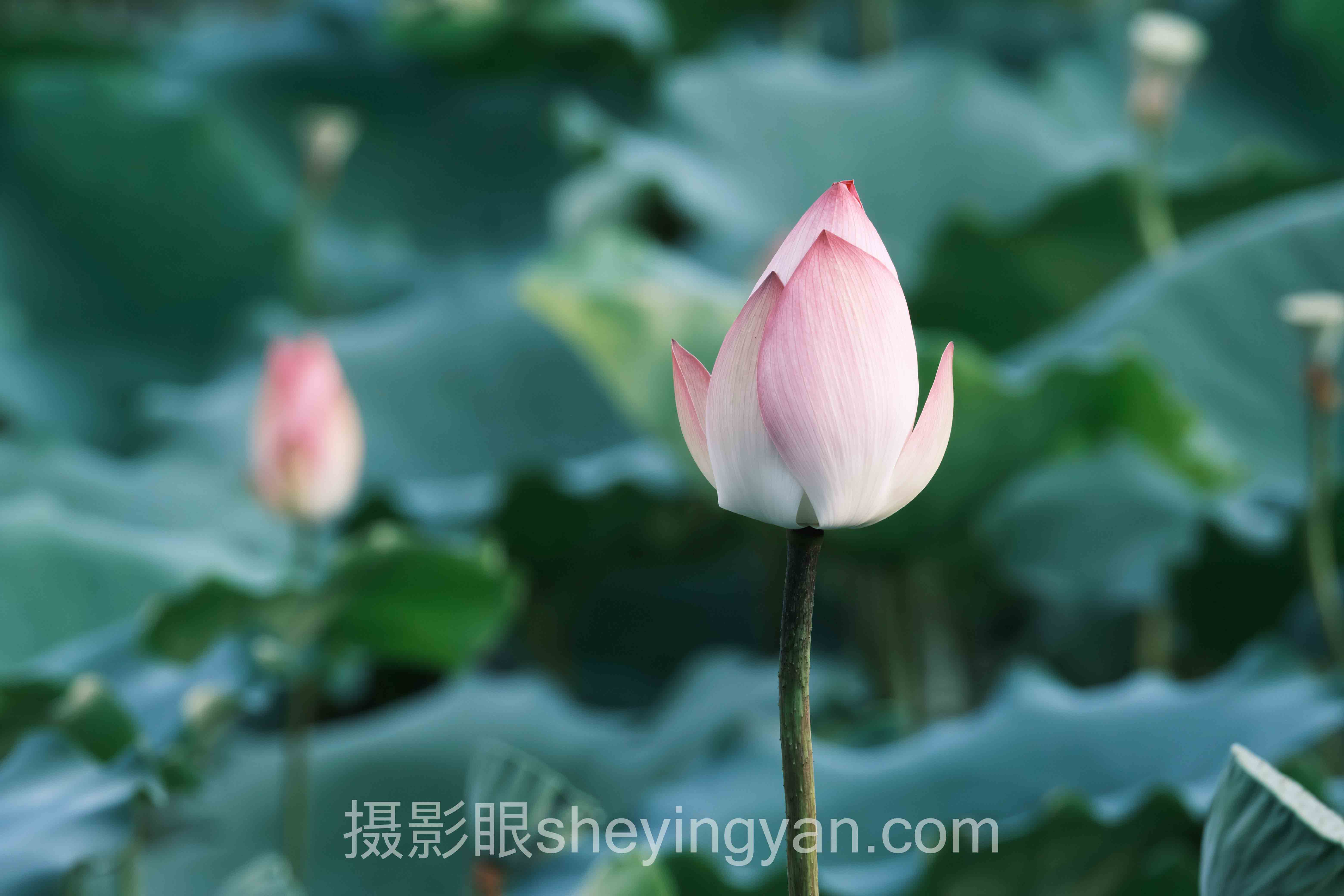 照片点评授权类型怎么做?3个案例告诉你答案