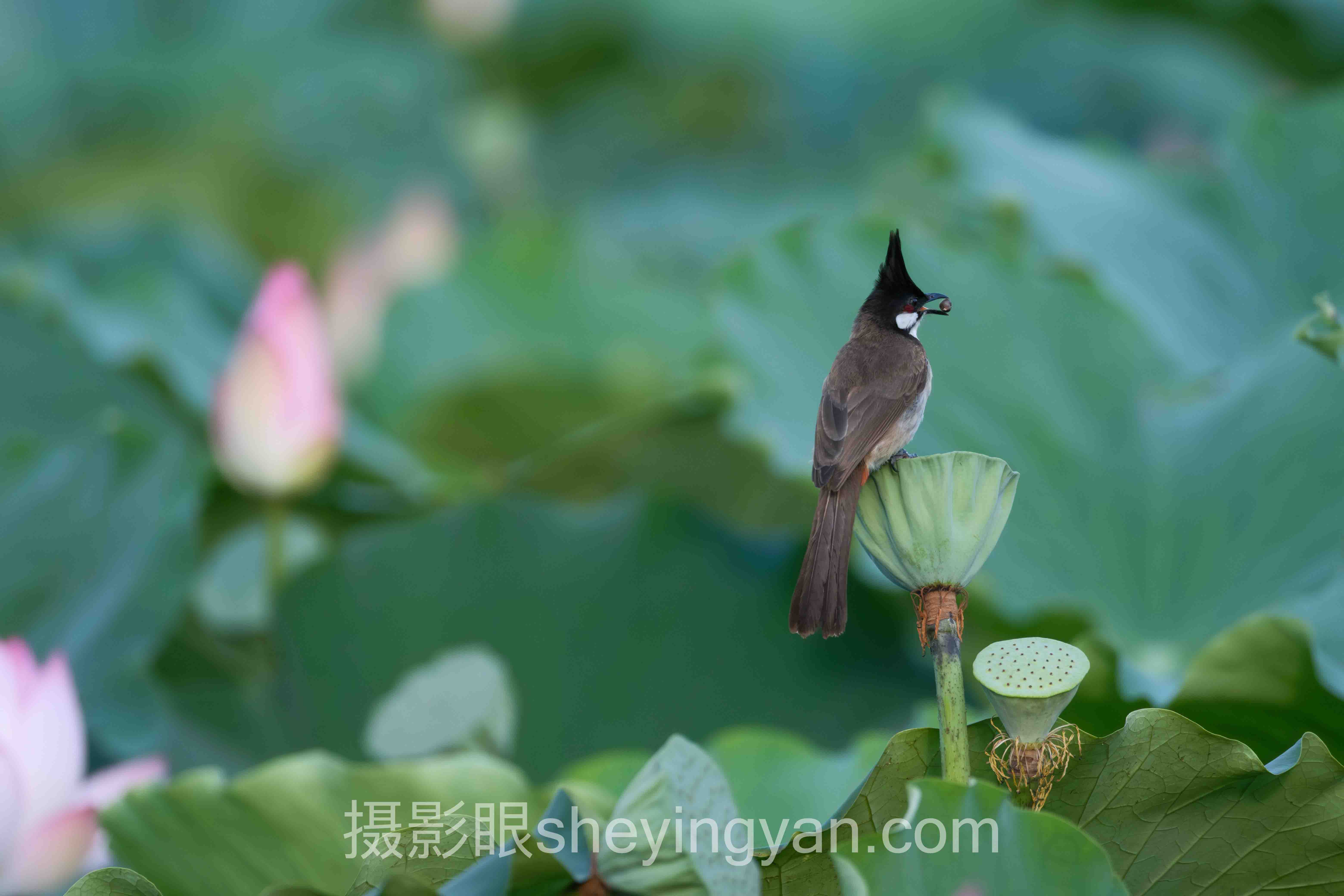 摄影审美学习资源实战案例拆解：3个成功实践的共同规律