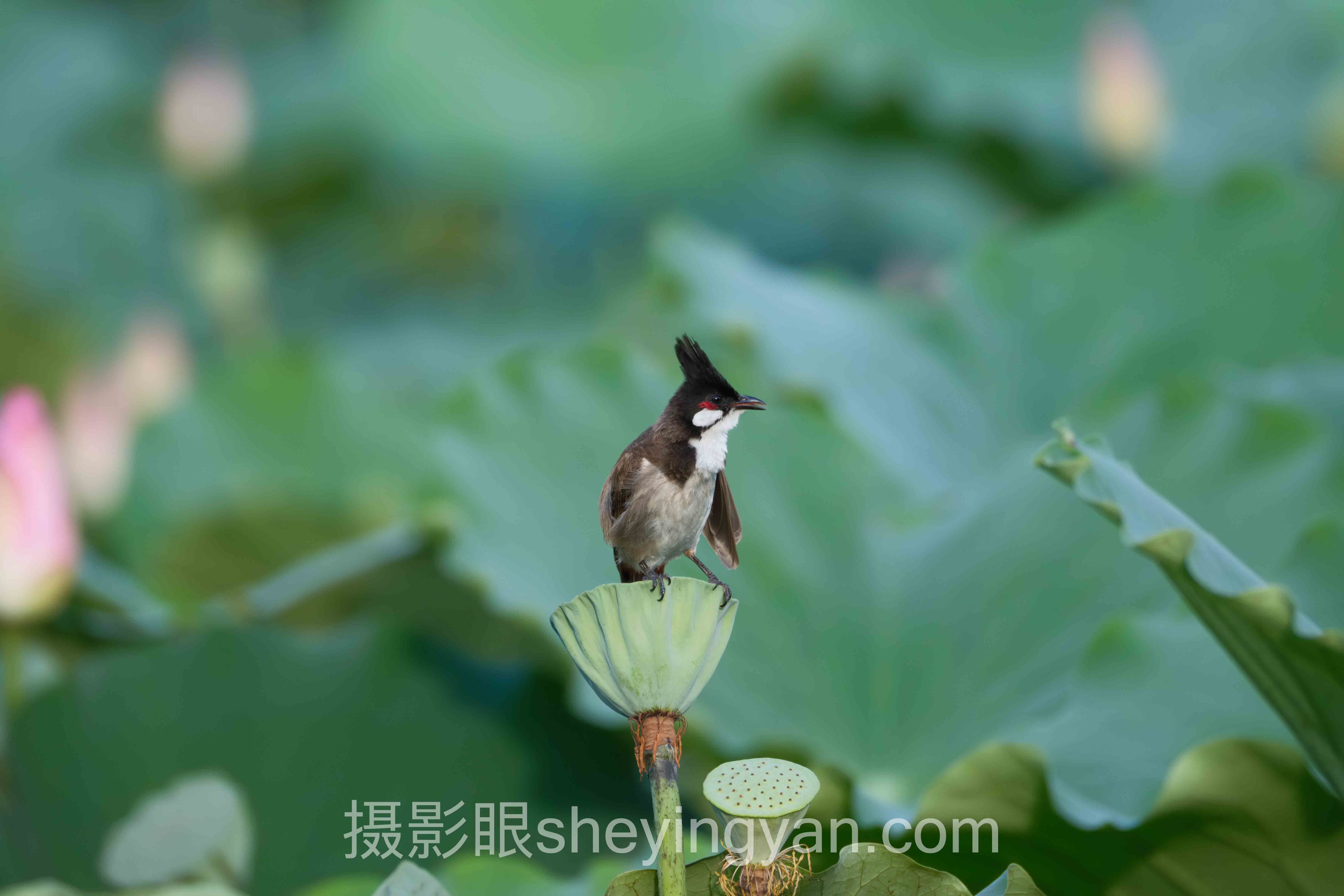 摄影眼平台摄影师排名实战案例拆解：3个成功实践的共同规律