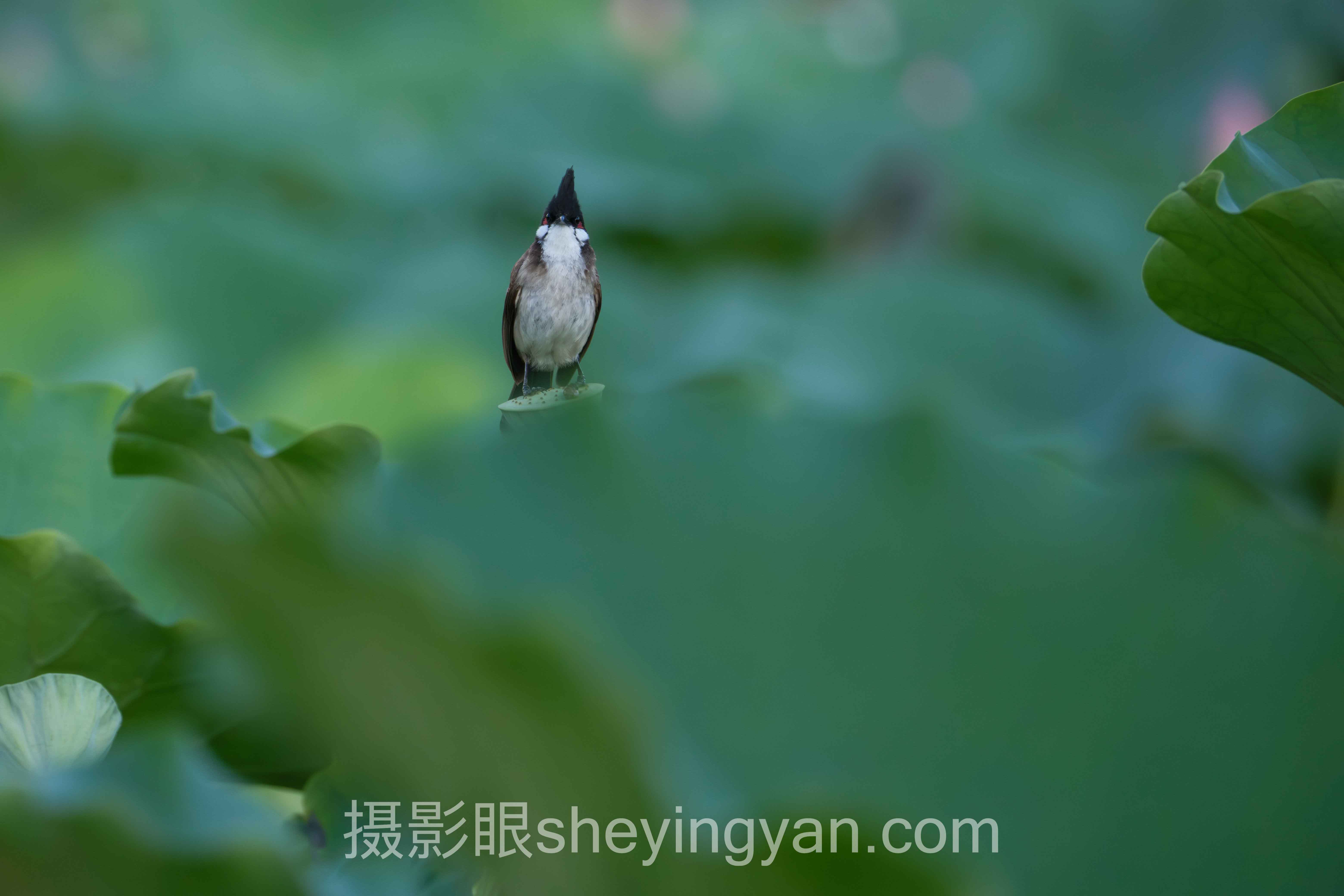 摄影眼APP官网入口安全吗