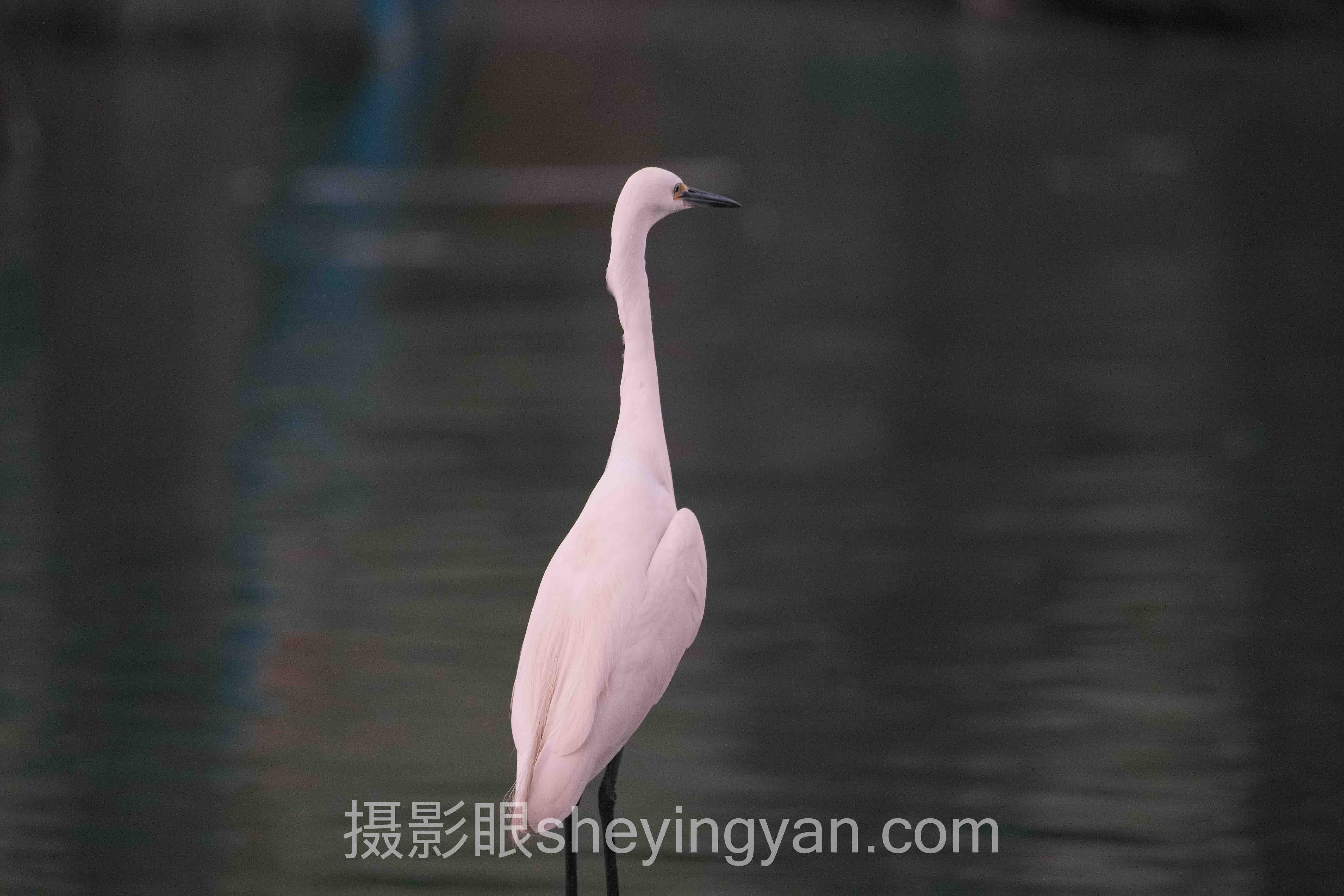 摄影眼平台后期修图