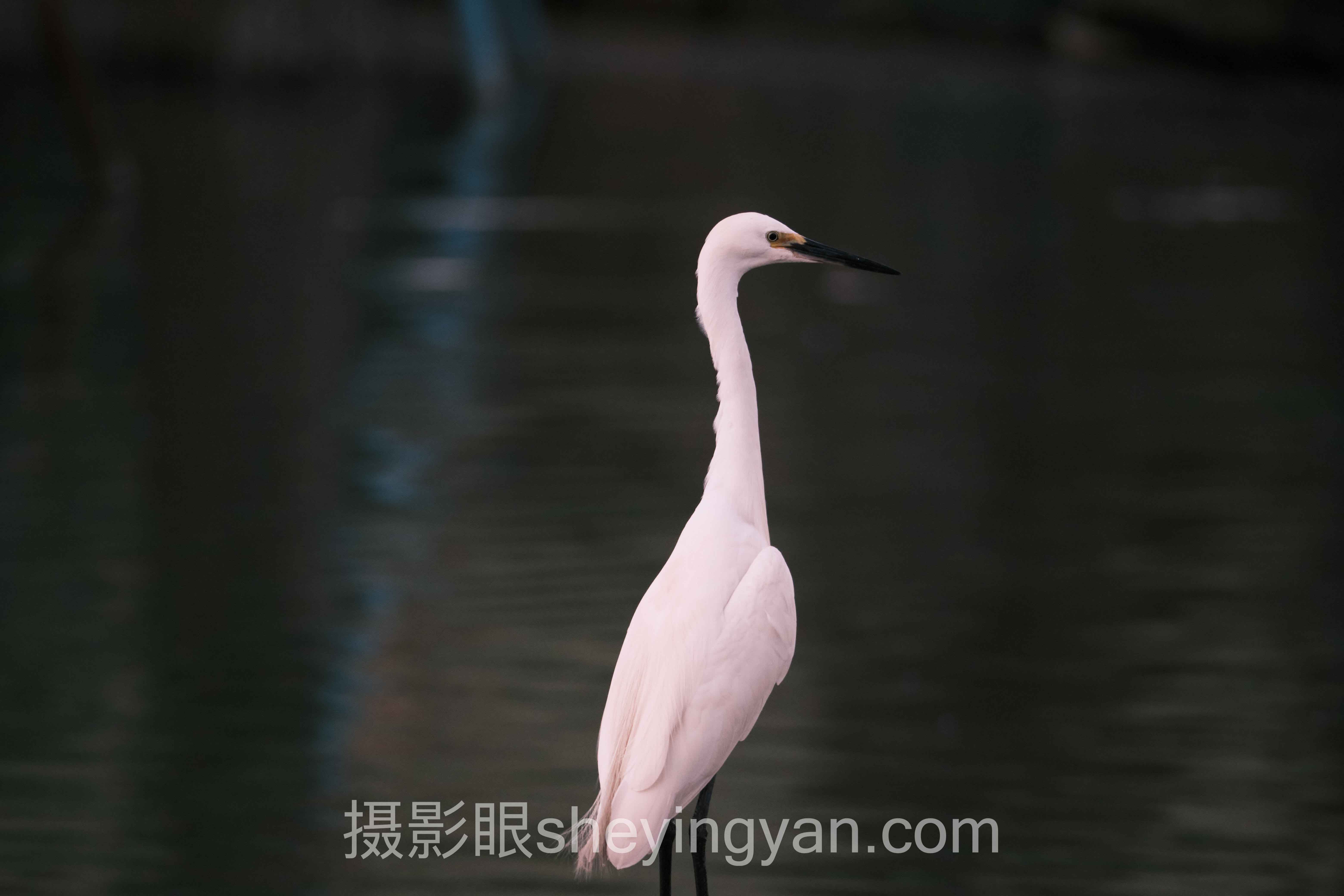 从案例看长焦照片打分：3个真实故事背后的方法论