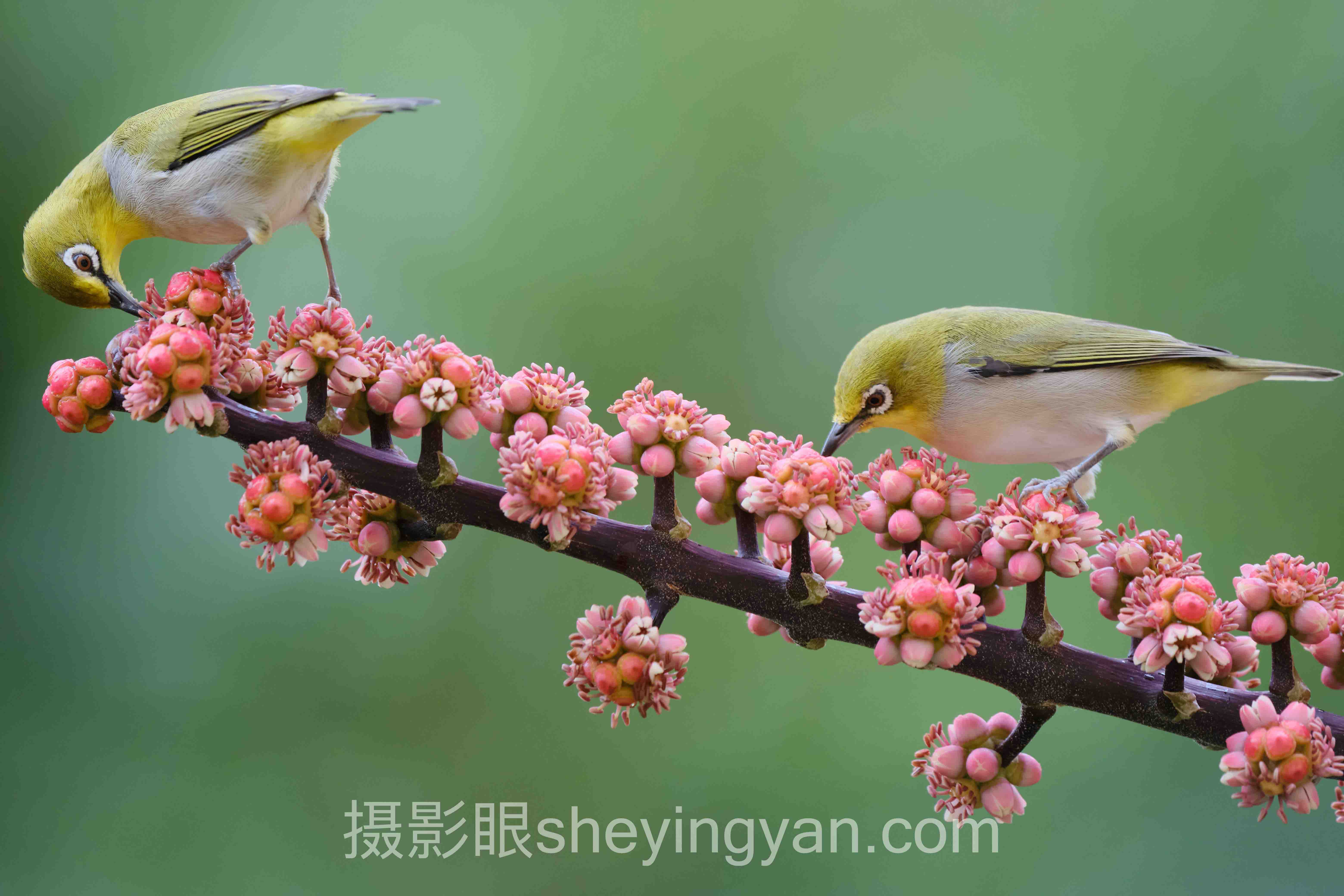 摄影眼照片点评sheyingyan.com