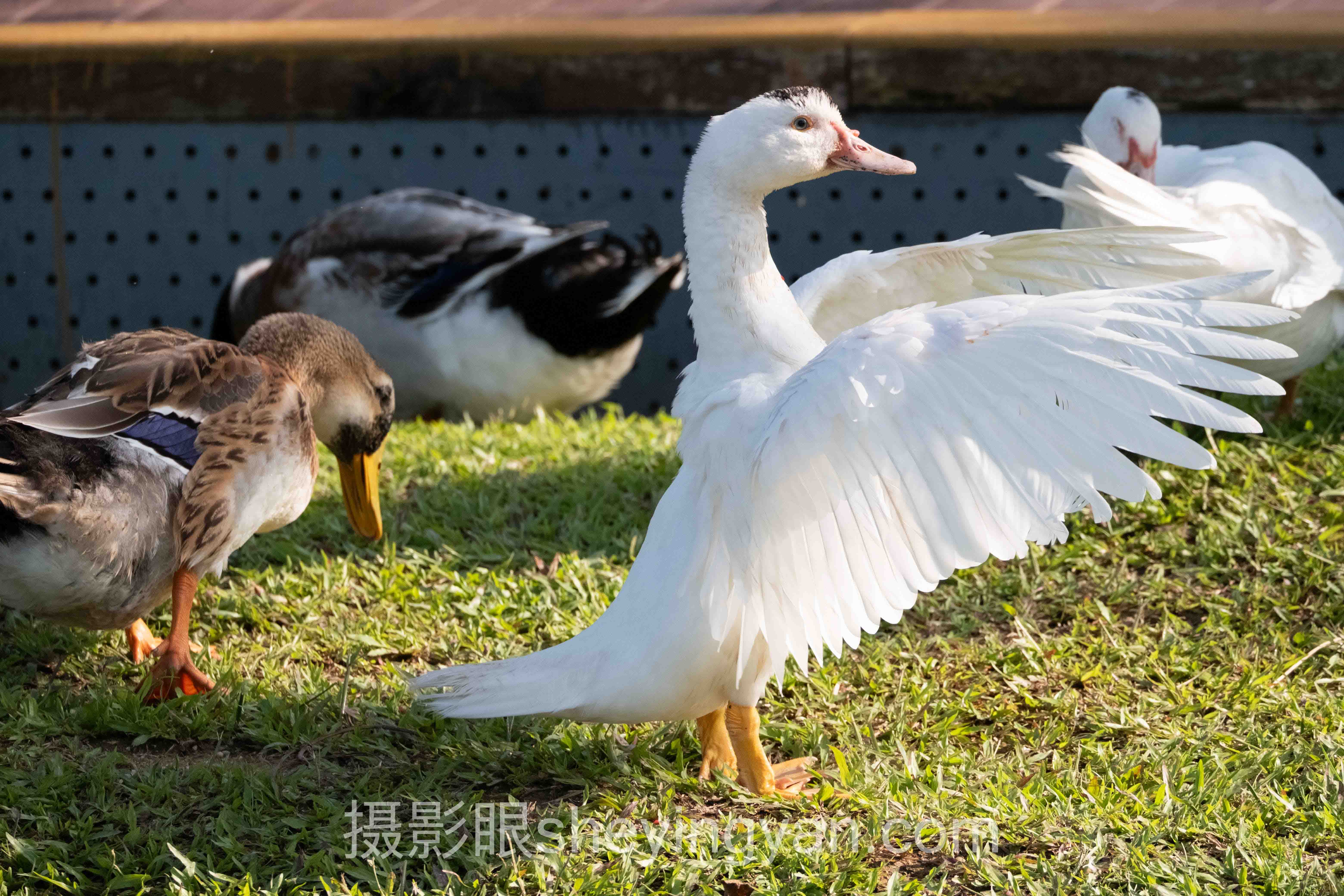 演唱会现场怎么拍?3个案例告诉你答案