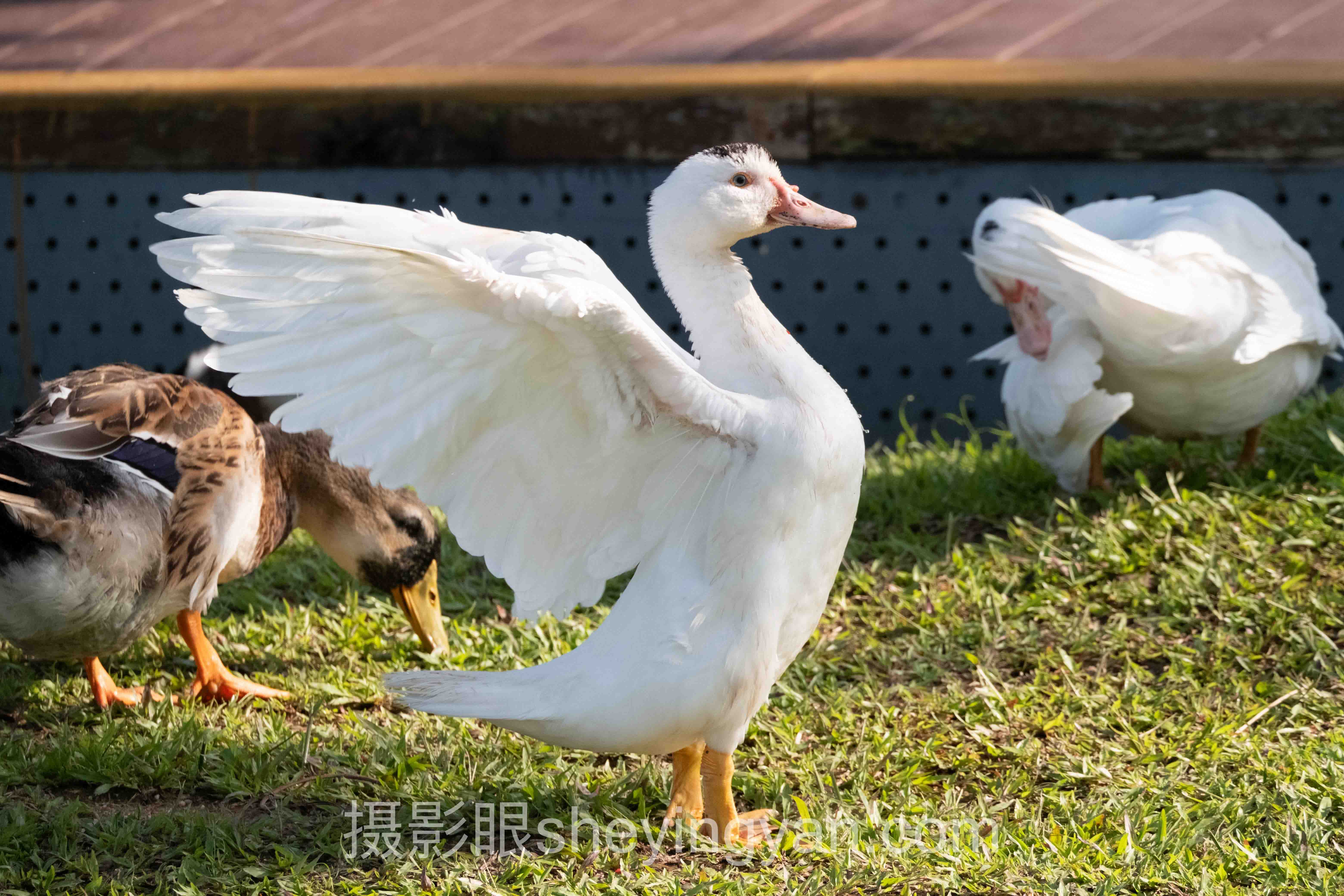 摄影审美多少钱实战案例拆解：3个成功实践的共同规律